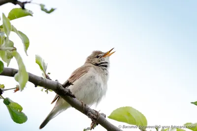 Садовая камышевка (Acrocephalus dumetorum). Птицы Европейской России.