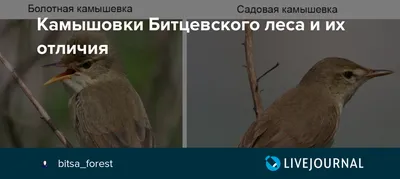 Садовая камышевка (Acrocephalus dumetorum). Птицы Сибири.