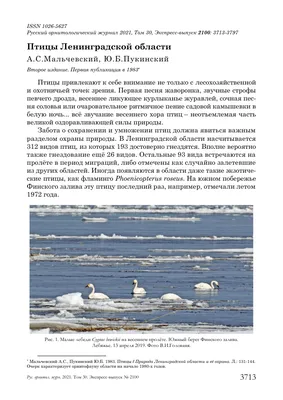 Новые фото Садовой Камышовки (Acrocephalus dumetorum) « Fotoparus