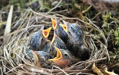 Камышевка болотная (Acrocephalus palustris)