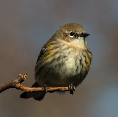 Тростниковая камышовка (Acrocephalus scirpaceus) – Астраханский биосферный  заповедник