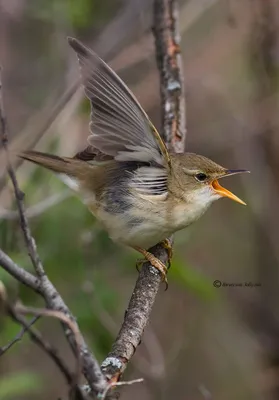 Большая Камышевка Acrocephalus Arundinaceus Птица Поет Сидя На Тростниковом  Стебле — стоковые фотографии и другие картинки Reed Warbler - iStock