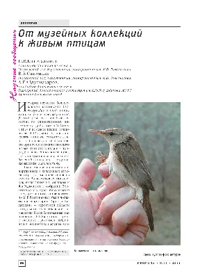Камышовки Битцевского леса и их отличия