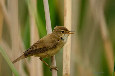 Тростниковая камышовка (Acrocephalus scirpaceus) – Астраханский биосферный  заповедник