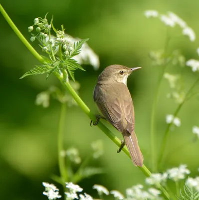 Двойное дно в гнезде садовой камышовки « Fotoparus