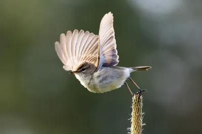 Eurasian Reed Warbler also Reed Warbler (Acrocephalus scirpaceus) by  Andy_Morffew | Reed warbler, Beautiful birds, Bird