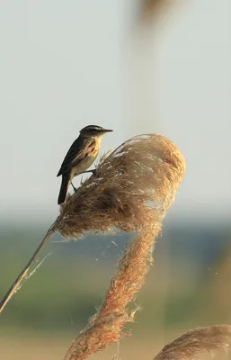 Фотогалерея - Птицы (Aves) - Садовая камышовка (Acrocephalus dumetorum) -  Природа Республики Мордовия