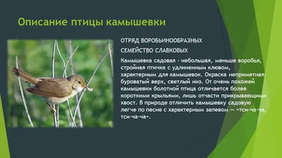 Желто Бонапартов Камышевки Птица - Бесплатное фото на Pixabay - Pixabay