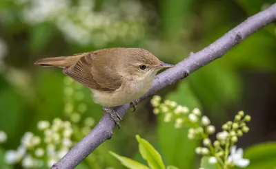Садовая камышевка (Acrocephalus dumetorum). Птицы Европейской России.