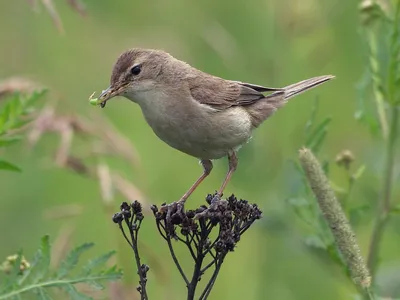 Голоса птиц Как поёт Камышовка садовая (Acrocephalus dumetorum) - YouTube