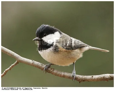 Фотография Московка (Parus ater) Птицы Дагестана | Фотобанк  ГеоФото/GeoPhoto | GetImages Group