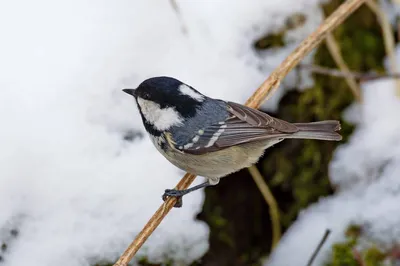 Московка (Parus ater). Птицы Сибири.