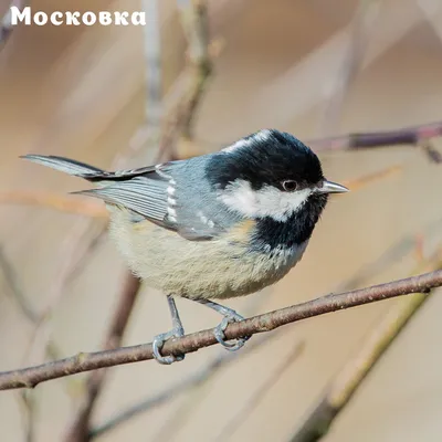 Московка - eBird