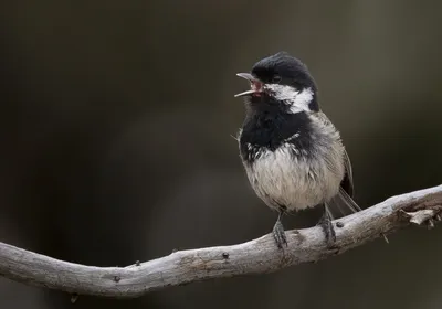 Фотография Московка (Parus ater) Птицы Дагестана | Фотобанк  ГеоФото/GeoPhoto | GetImages Group