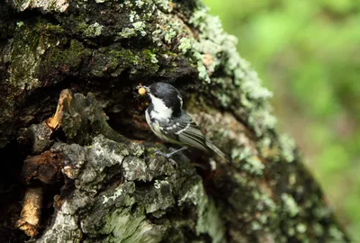 Московка (cypriotes) - eBird