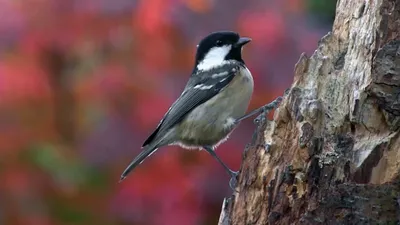 Голоса птиц Как поёт Московка Periparus ater - YouTube