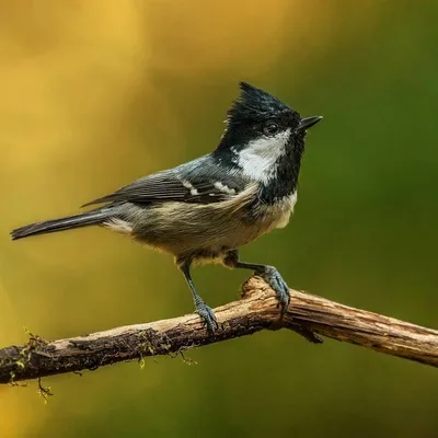 Московка (Periparus ater) . Фотогалерея птиц. Фотографии птиц России,  Беларуси, Украины, Казахстана, Таджикистана, Азербайджана.