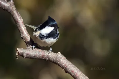 Птицы в кадре on Instagram: “🐣Московка - самая маленькая наша синичка, но  очень смелая. Именно она впервые взяла у меня корм с рук н… | Cute animals,  Animals, Bird