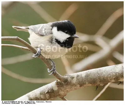 Coal Tit , Московка - Periparus ater. Фотограф Евгений