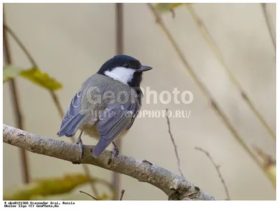 Московка (Parus ater). Птицы Европейской России.