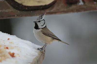 Московка (Parus ater) — Фото №1433059