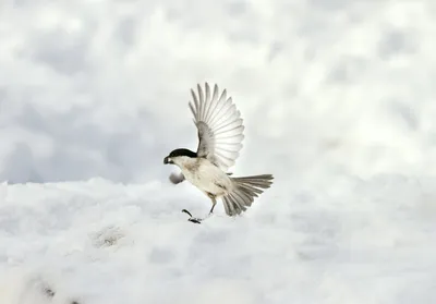 Фотография Московка (Parus ater) Черноморское побережье, Россия | Фотобанк  ГеоФото/GeoPhoto | GetImages Group