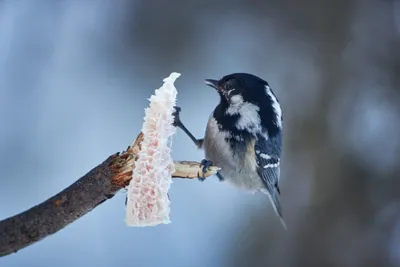 Фотография Московка (Parus ater) Птицы Дагестана | Фотобанк  ГеоФото/GeoPhoto | GetImages Group