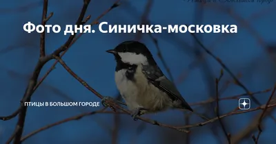 Московка (britannicus/hibernicus) - eBird