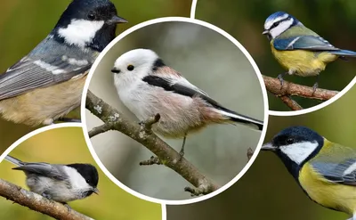 Птицы Псковской области » Московка (Parus ater)