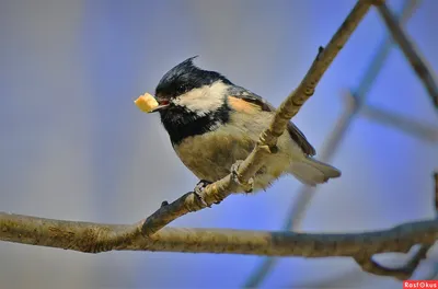 Московка - eBird