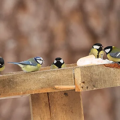 Московка(Periparus ater)-Coal tit.. Фотограф Ляпустин Юрий