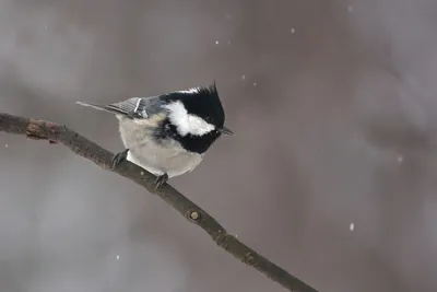 Московка (Parus ater). Птицы Европейской России.