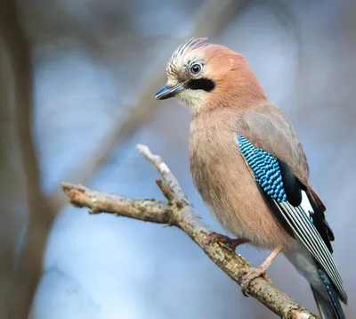 Сойка (Garrulus glandarius). Фотогалерея птиц. Фотографии птиц России,  Беларуси, Украины, Казахстана, Таджикистана, Азербайджана.