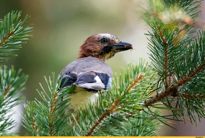 Зелёная Перуанская разноцветная сойка - Green Jay | Фотосайт СуперСнимки.Ру