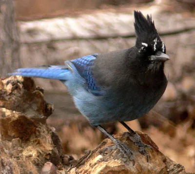 Фотография Обыкновенная сойка (Garrulus glandarius). Птицы Ленинградской  области, Россия. | Фотобанк ГеоФото/GeoPhoto | GetImages Group