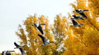 Откуда перелетные птицы знают, куда им лететь зимой