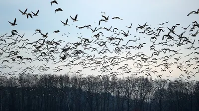 Emmanuil feat Aliya - Улетают птицы на юг - YouTube