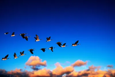 закат, небо, птицы, птицы улетают на юг, стая птиц на закате, стая птиц  Stock Photo | Adobe Stock