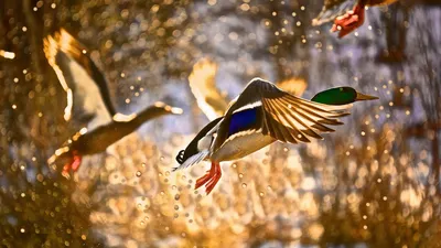 На закате птицы улетают на юг | Smithsonian Photo Contest | Smithsonian  Magazine