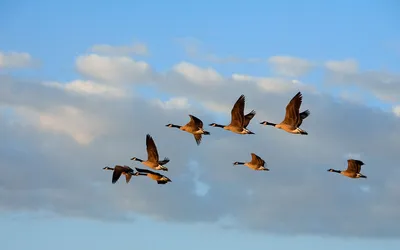 Чудо миграций: как, куда и зачем летят белорусские птицы?