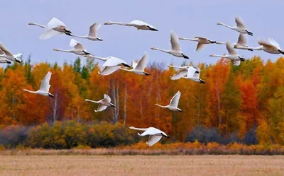 Поздняя осень. пасмурно.птицы улетают…» — создано в Шедевруме