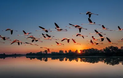 Птицы в небе (61 фото) - 61 фото