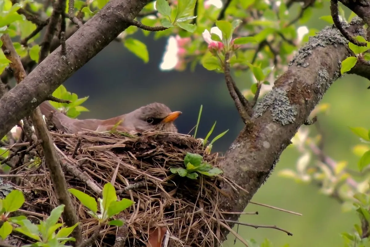 Весной птицы вьют гнезда. Краснозобый Дрозд гнездо. Гнездо для птиц.. Птицы вьют гнезда на деревьях.