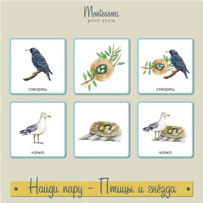 О птичьих гнёздах