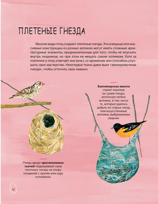 Гнездо деревенской ласточки • Алёна Шурпицкая • Научная картинка дня на  «Элементах» • Орнитология