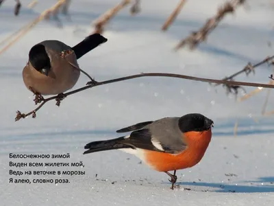 Водоплавающих птиц подсчитали в Вологодской области