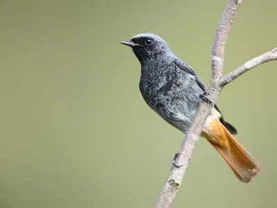 Птицы Новгородской области / Birds of Novgorod Oblast's Journal ·  iNaturalist