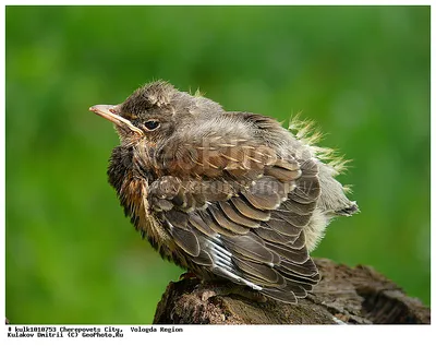 Фотография Рябинник (Turdus pilaris) слёток. Череповец, Вологодская область  | Фотобанк ГеоФото/GeoPhoto | GetImages Group