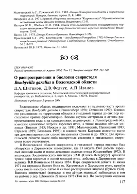 Арктические гагары — инопланетные птицы | Братья и сестры птицы | Дзен