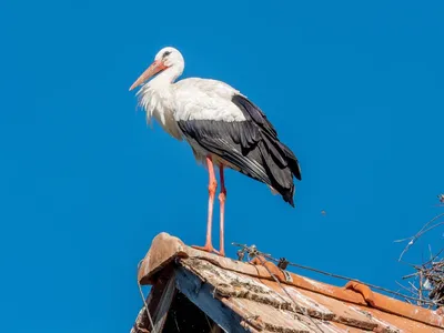 Птицы Новгородской области / Birds of Novgorod Oblast's Journal ·  iNaturalist